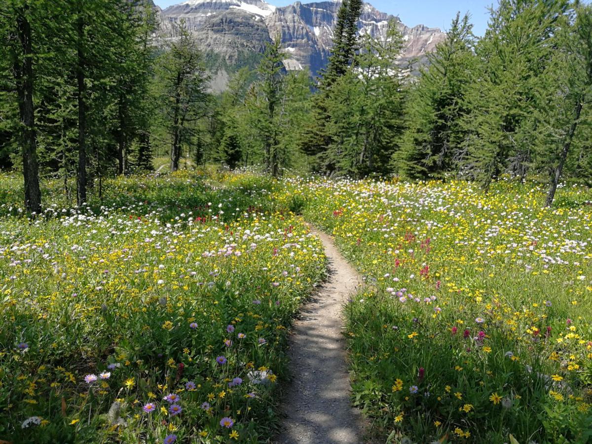 Sunny Tranquil Woods Turret In Falcon Crest Lodge Canmore Bagian luar foto